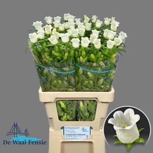 CAMP M CHAMPION WHIT