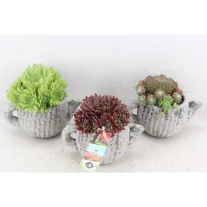 arr4 Semp JS - Ker. theepot klein