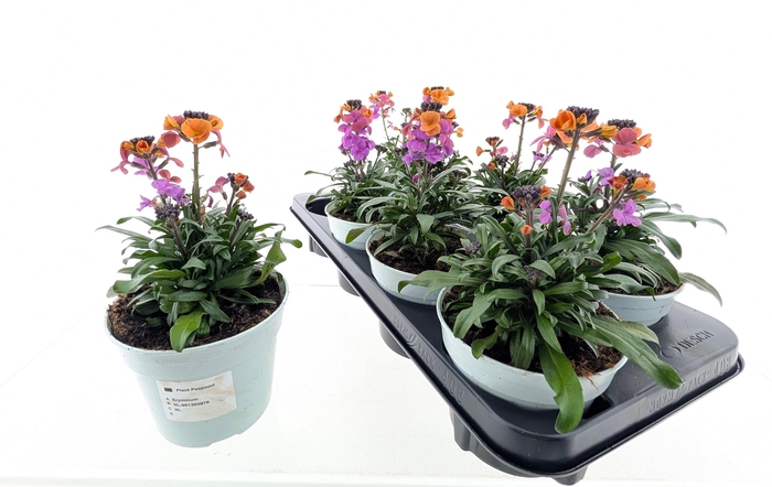 <h4>ERYS LINIFOLIUM</h4>