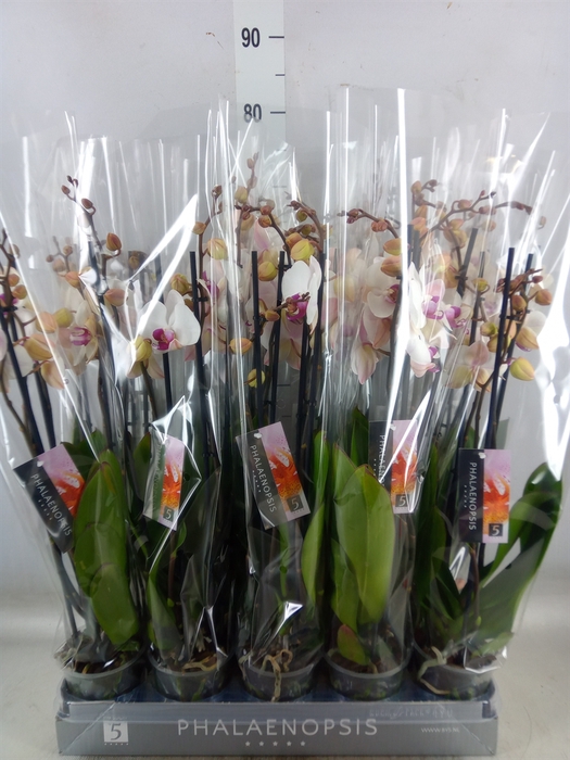<h4>Phalaenopsis  'Red Lips'</h4>