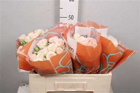 <h4>R Tr Sofie X5</h4>