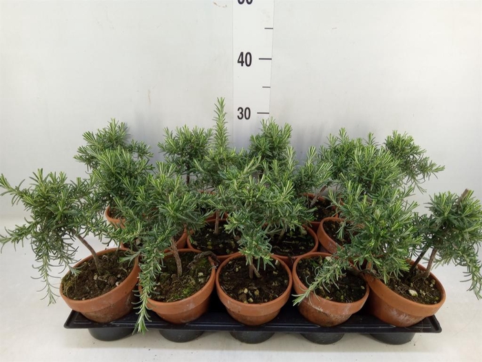 <h4>Rosmarinus officinalis 'Prostratus'</h4>