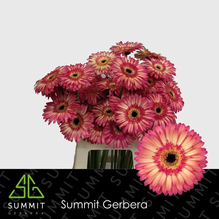 <h4>Gerbera Hippie Chic Lang Gelijk 56cm Water x40</h4>