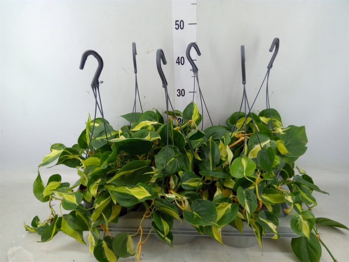 <h4>Philodendron scand.</h4>