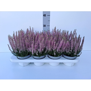 Calluna vulg. 'Beauty L Mia'
