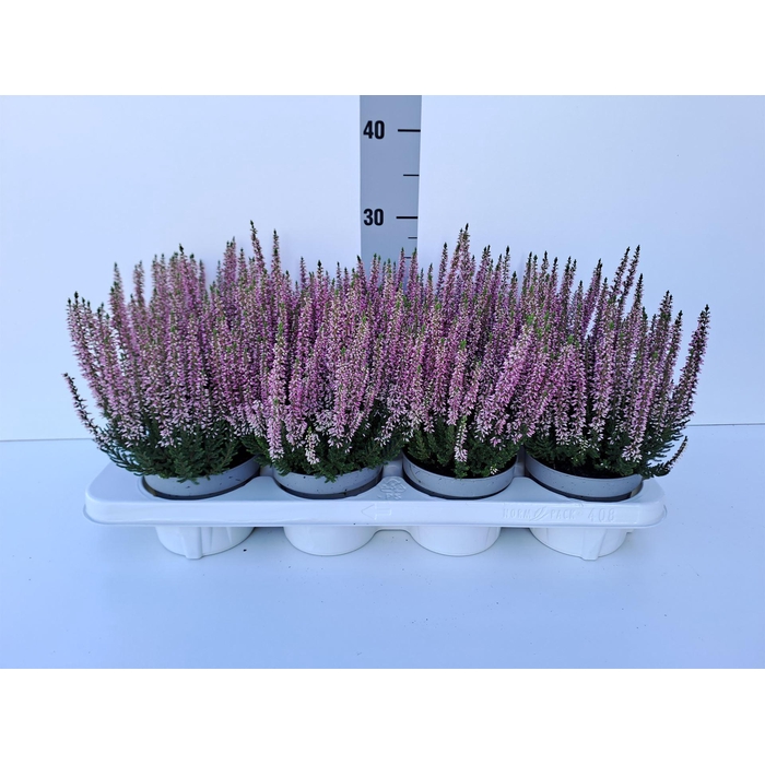 <h4>Calluna vulg. 'Beauty L Mia'</h4>