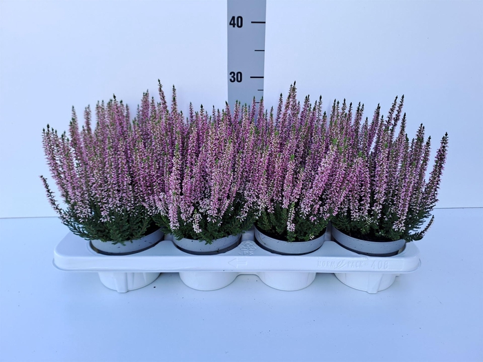 <h4>Calluna vulg. 'Beauty L Mia'</h4>