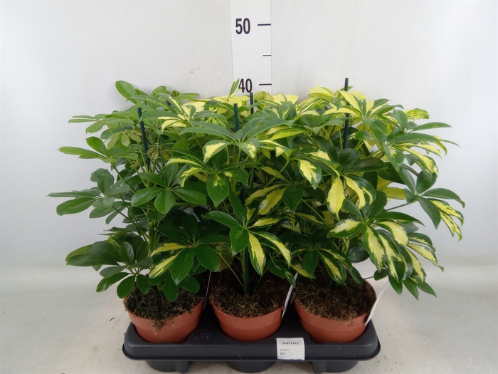 <h4>Schefflera arbor.   ...</h4>