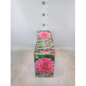 Dahlia   ...flowerbulbs