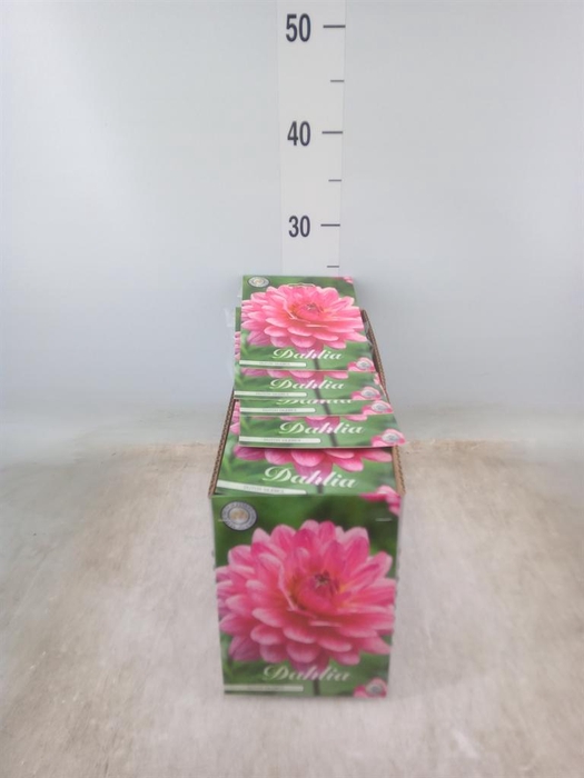 <h4>Dahlia   ...flowerbulbs</h4>