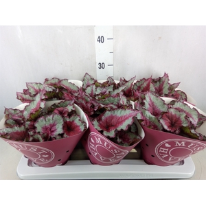 Begonia BD 'Caribbean Night'