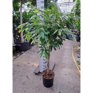 Ficus Amstel King gevlochten stam 170