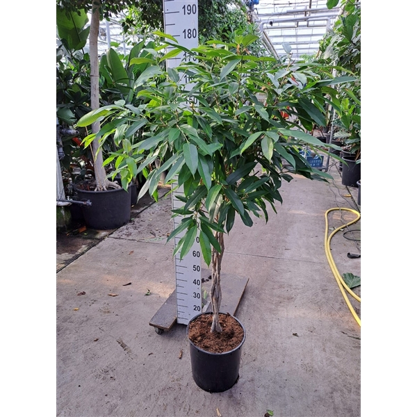 <h4>Ficus Amstel King gevlochten stam 170</h4>