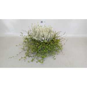Calluna vulg. 'Garden G Alicia'