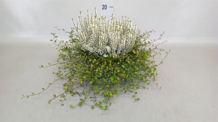 <h4>Calluna vulg. 'Garden G Alicia'</h4>