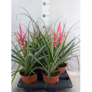Tillandsia