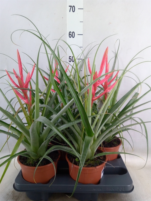 <h4>Tillandsia</h4>