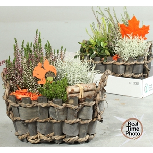 ARR TUINPLANTEN