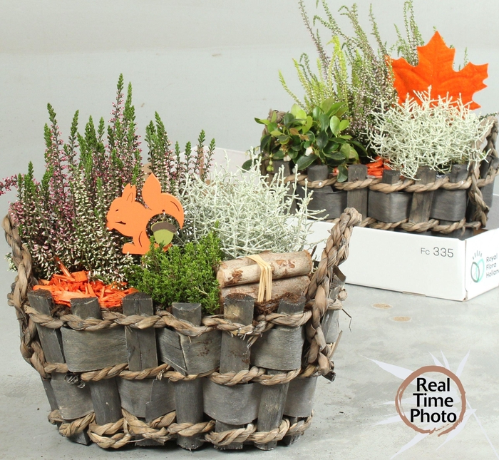 <h4>ARR TUINPLANTEN</h4>