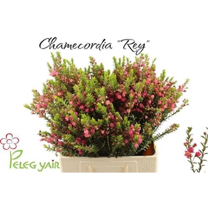 CHAMECORDIA REY