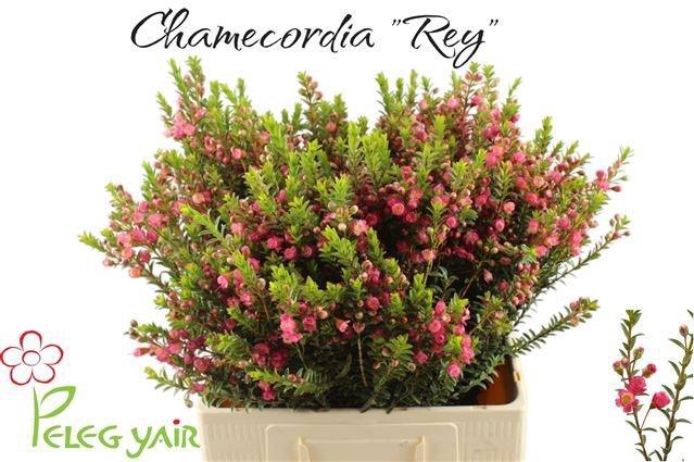 <h4>CHAMECORDIA REY</h4>