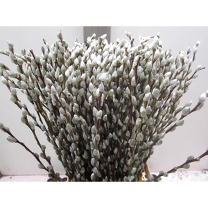 Salix Katje Naturel L70