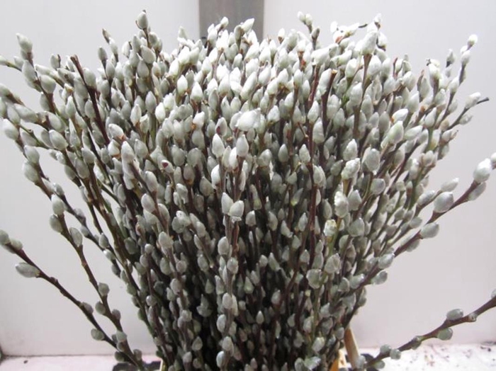<h4>Salix Katje Naturel L70</h4>