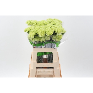 Di St Marty/ donker groen 60cm