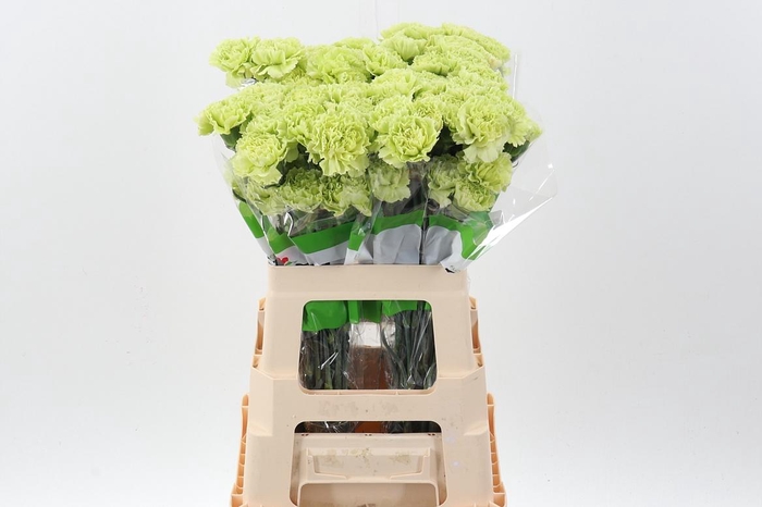 <h4>Di St Marty/ donker groen 60cm</h4>