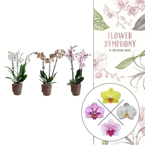 Flower Symphony | Mix in Terima Kasih | Phalaenopsis 3 spike