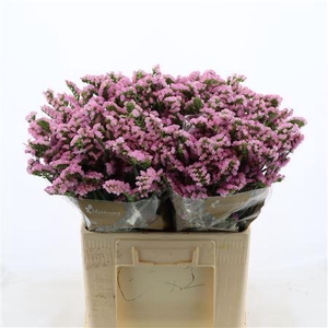 Statice Pretty Wings