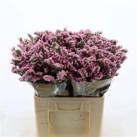 <h4>Statice Pretty Wings</h4>