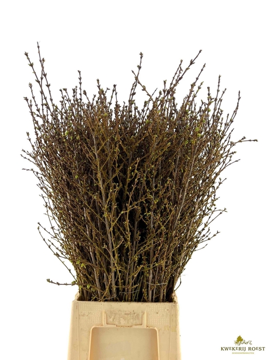 <h4>FORSY I SPECTABILIS</h4>