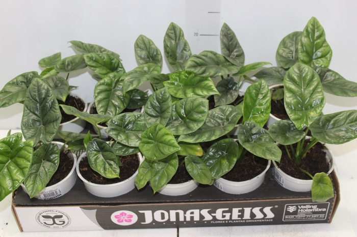 <h4>ALOCASIA SINUATA P12</h4>
