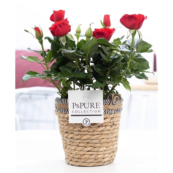 <h4>Rosa red in P&PURE Basket 6</h4>