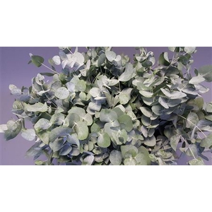 EUCA CINEREA 300GR