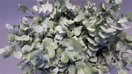 EUCA CINEREA 300GR