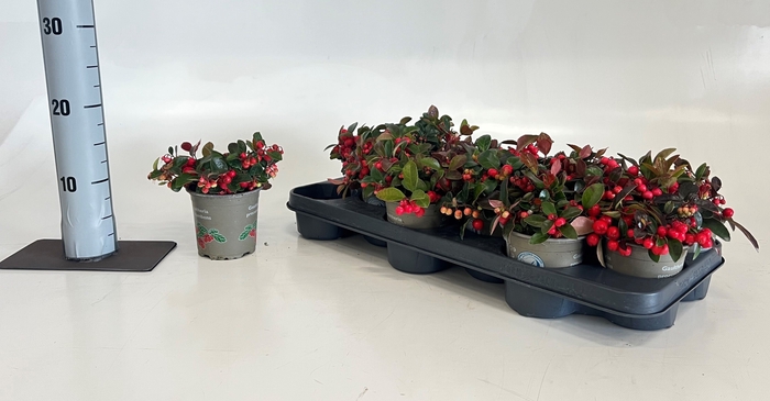 <h4>GAULTH PR BIG BERRY</h4>