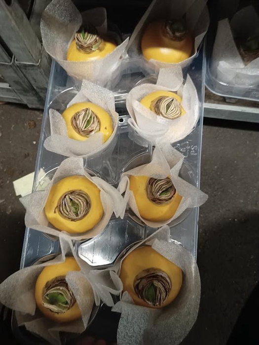 <h4>Hippeastrum gewaxt</h4>