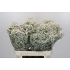 Gyps Million Stars 1000 gr