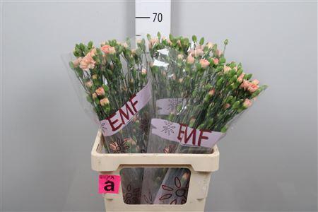 <h4>Di Tr Salada</h4>