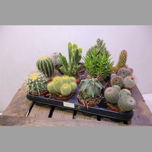 Cactus Gem
