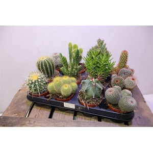 arr8 Cactus Gem