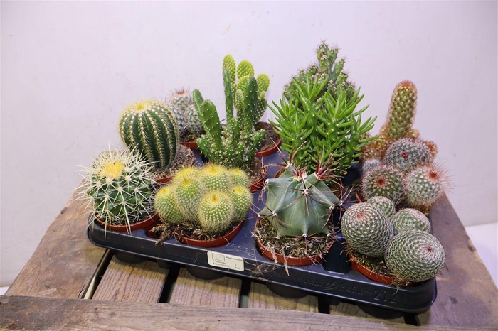 <h4>arr8 Cactus Gem</h4>