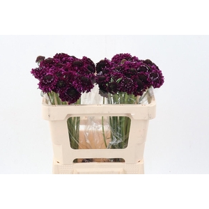 Scab At F Scoop Dark Purple