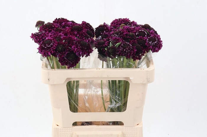 <h4>Scab At F Scoop Dark Purple</h4>