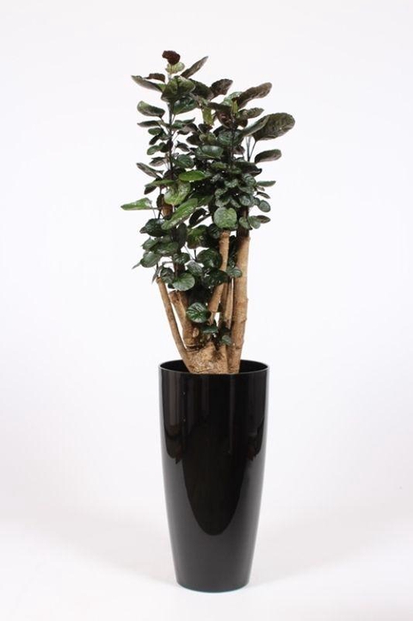 <h4>Polyscias Fabian in Santorini pot "antraciet"</h4>