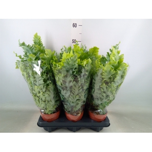 Phlebodium aureum 'Davana'
