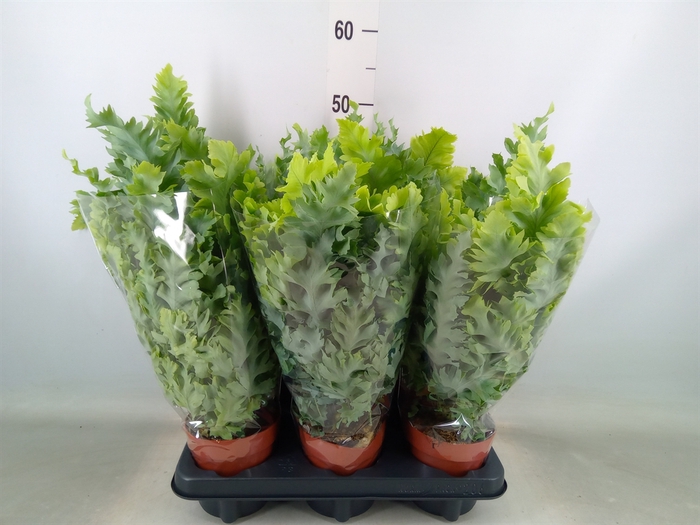 <h4>Phlebodium aureum 'Davana'</h4>