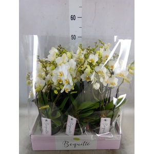 Phalaenopsis multi.   ...white